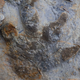 An ankylosaur footprint with skin and claw impressions.